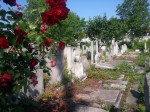 Roses at Filantropia Jewish cemetery,&nbsp;Bucharest