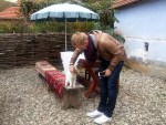 Petting a cat in the village of Viscri,&nbsp;Transylvania