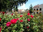 Roses in the village of Saschiz,&nbsp;Transylvania