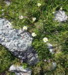 Mountain Meadow in July, Fagaras&nbsp;Mountains