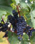 Cabernet Sauvignon grapes at Lacerta&nbsp;Winery