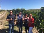 Cheers in the vineyard, Sep&nbsp;2016