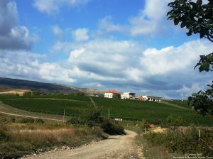 Lacerta Winery, Dealu Mare Wine Region