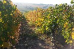 October colors at vineyard on a sunny day, Dealu Mare wine&nbsp;region