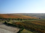 Vineyards in October, Dealu Mare wine&nbsp;area