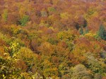 Fall colors, Carpathian mountains,&nbsp;Transylvania