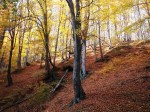 Near Muierii Cave, Oltenia region, in the foothills of Southern&nbsp;Carpathians