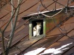 Cat in the roof chimney opening&nbsp;Bucharest