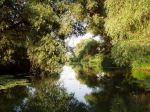 Waters and willows in the Danube&nbsp;Delta