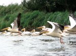 Pelicans in the Danube&nbsp;Delta