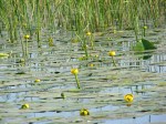 Yellow water lilies in May in the Danube&nbsp;Delta