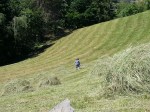 Cutting hay by hand with scythe, traditional summer activity in the Carpathian Mountains,&nbsp;Transylvania