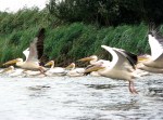 Pelicans in the Danube Delta,&nbsp;Romania