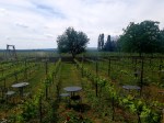 vineyard-in-spring-apogeum-winery-romania