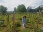vineyard-stroll-apogeum-winery-romania
