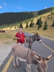 Donkeys on Transalpina Road,&nbsp;Aug.2024